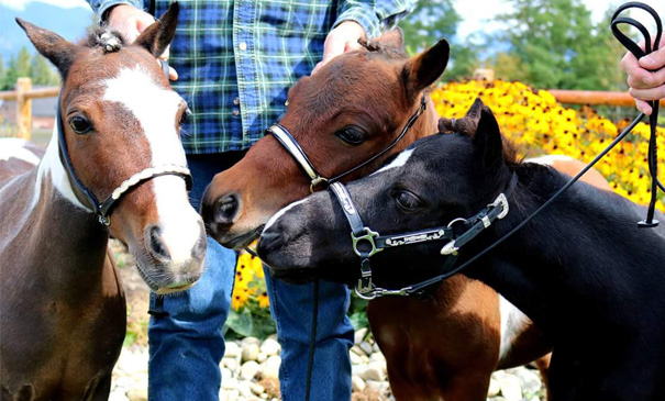 Tiny Horses Make Big a Difference to Patients at Virginia Mason